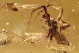 Large Fossil Spider (Araneae) In Baltic Amber #270589-1